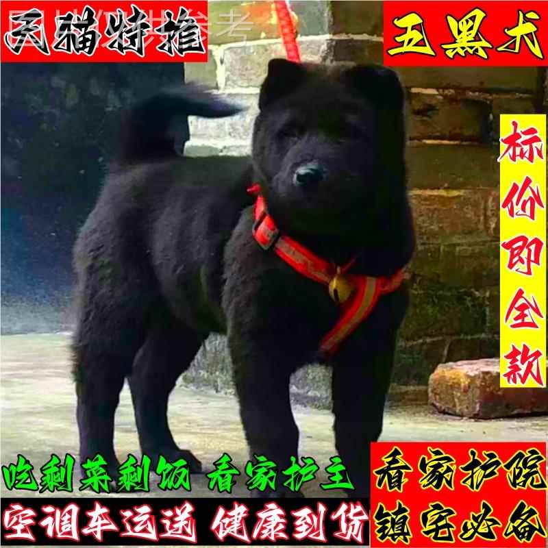 广西虎头五黑犬正宗土猎犬赶山犬便宜看家护院犬小黑狗纯黑田园犬