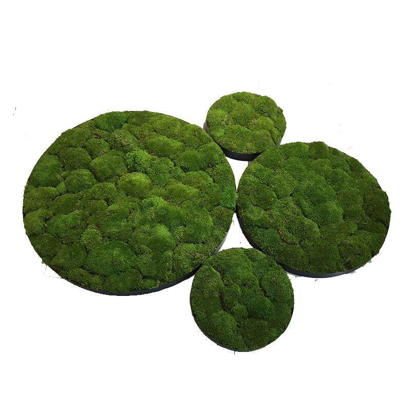 永生苔藓植物墙白发藓块真苔藓青苔墙干花背景墙青苔鹿蕊藓植物墙