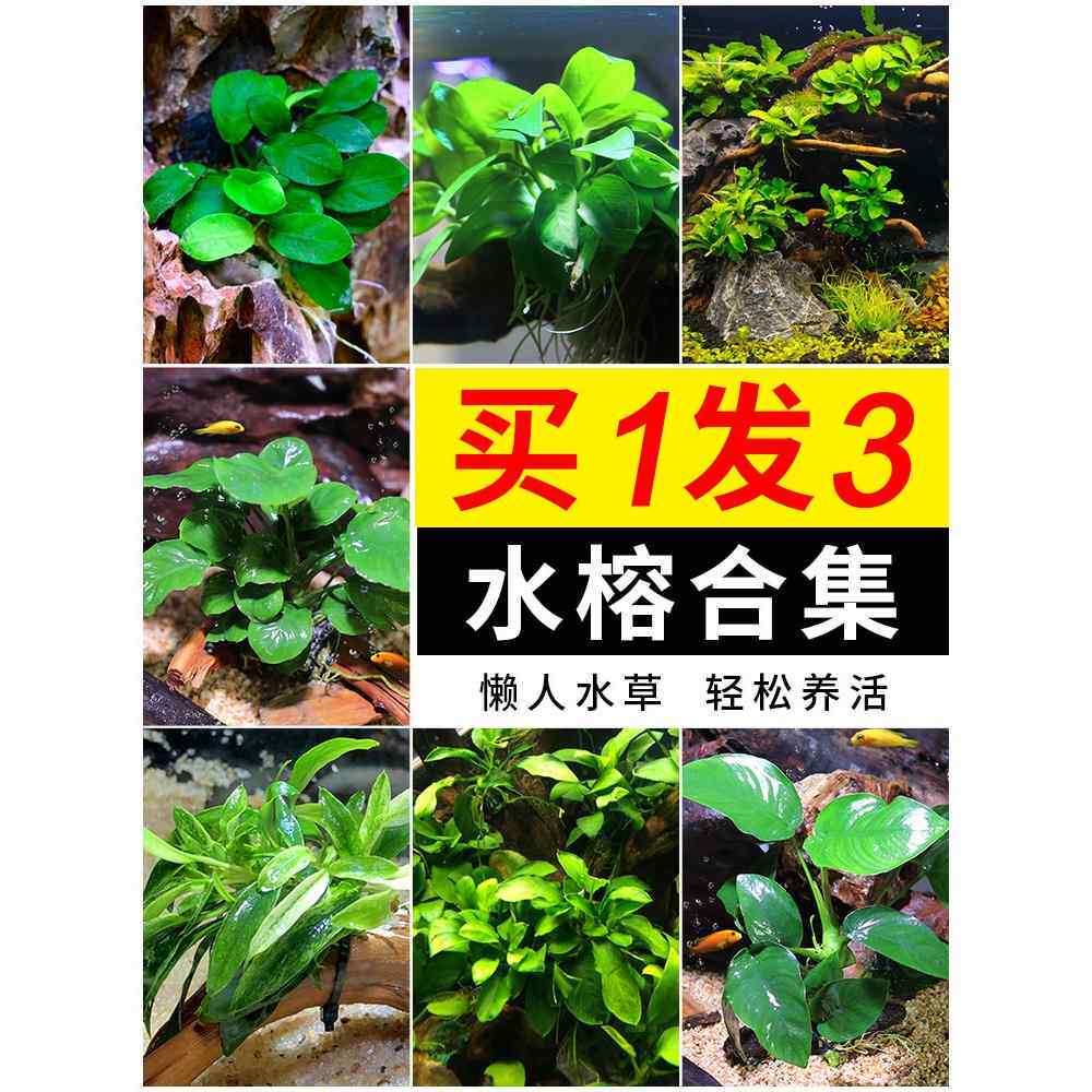 鱼缸造景阴性水榕水草植物真草沉木辣椒榕迷你活体活增氧懒人淡水