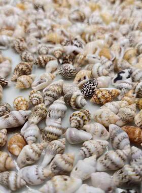 100pcs Small Sea Shells Assorted Natural Seashells Conch Cra