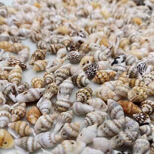 Shells Cra 100pcs Sea Seashells Conch Natural Small Assorted
