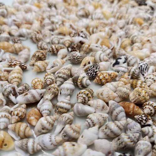100pcs Small Sea Shells Assorted Natural Seashells Conch Cra