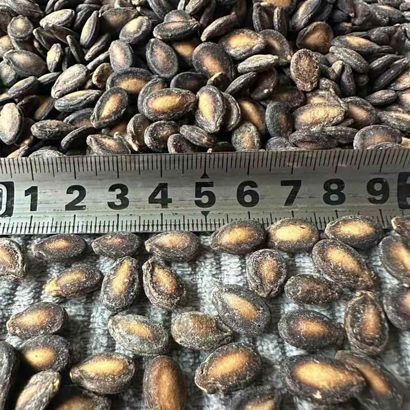 新货蚌埠特产满口香小西瓜子打瓜子小而香原味椒盐咸味奶油味炒货
