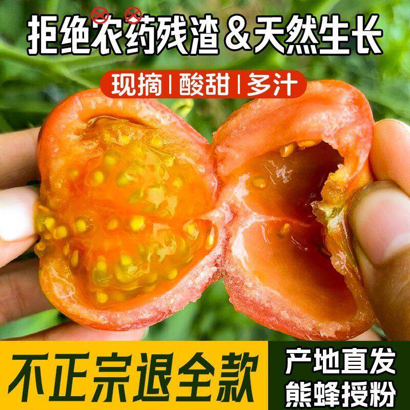 蜂果家 正宗铁皮草莓番茄孕妇水果新鲜自然熟熊蜂授粉草莓柿子