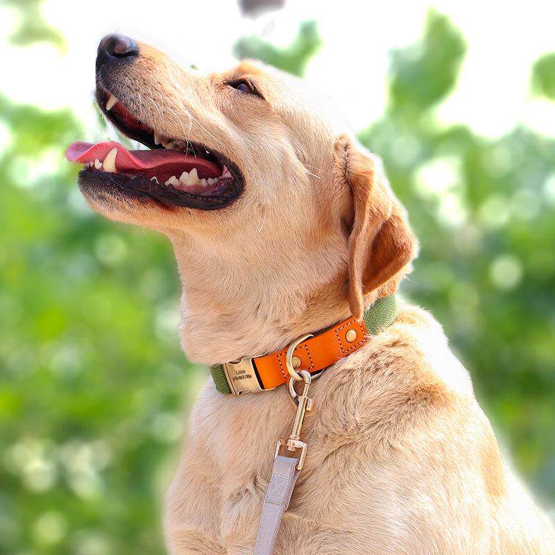狗狗项圈刻字防丢狗脖圈中大型犬牵引绳子颈圈小型犬狗牌宠物狗圈