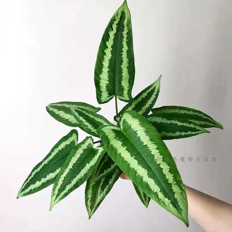 电光落檐青纹竹芋米其老鼠海芋书房精品植物窗台办公室内吸甲醛防