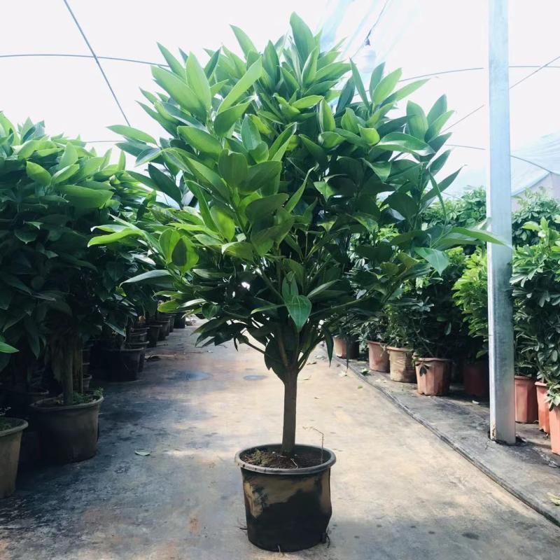 平安树盆栽 大型绿植室内客厅四季常青 吸甲醛植物 办公室盆栽