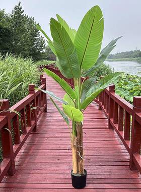 真香蕉树室内摆件大型绿色植物盆景婚庆酒店橱窗落地绿植