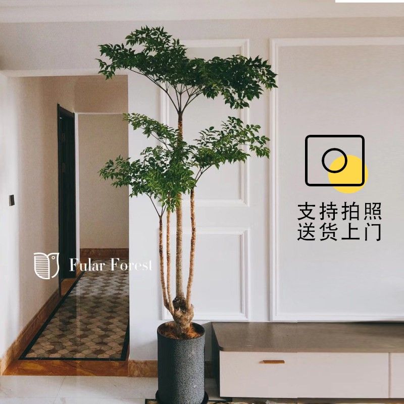 幌伞枫幸福树大型盆栽 实用于室内办公室与庭院的净化空气植物