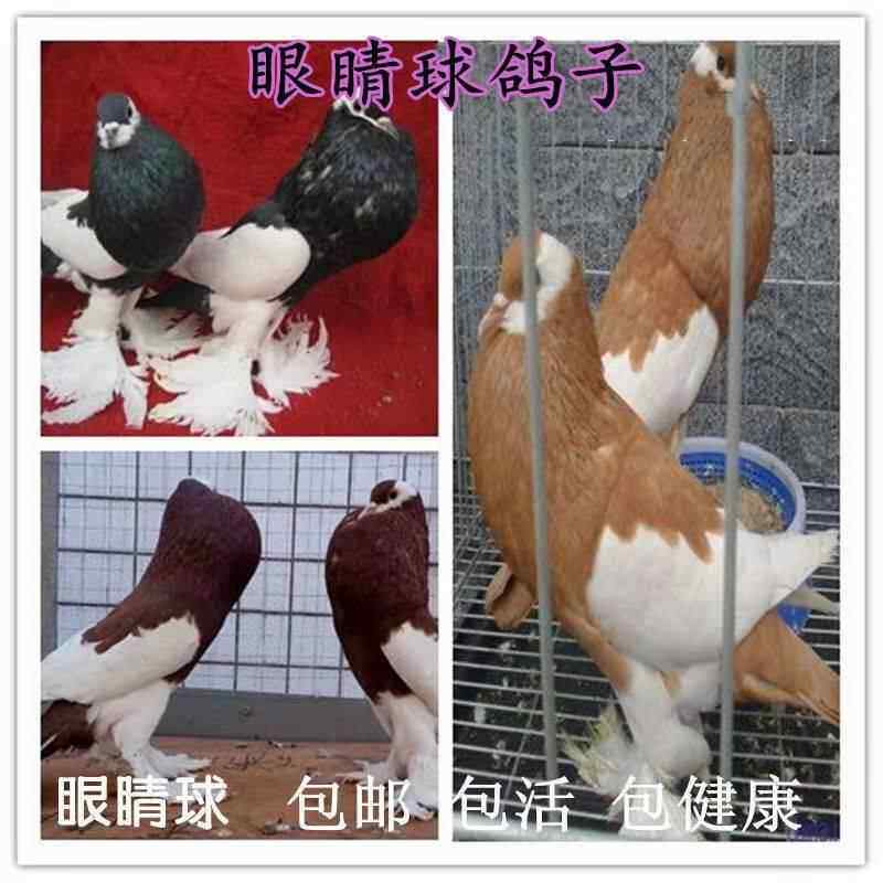 精品球胸鸽子活体眼睛球鸽观赏鸽成年种鸽大脖子青年幼鸽包活一对