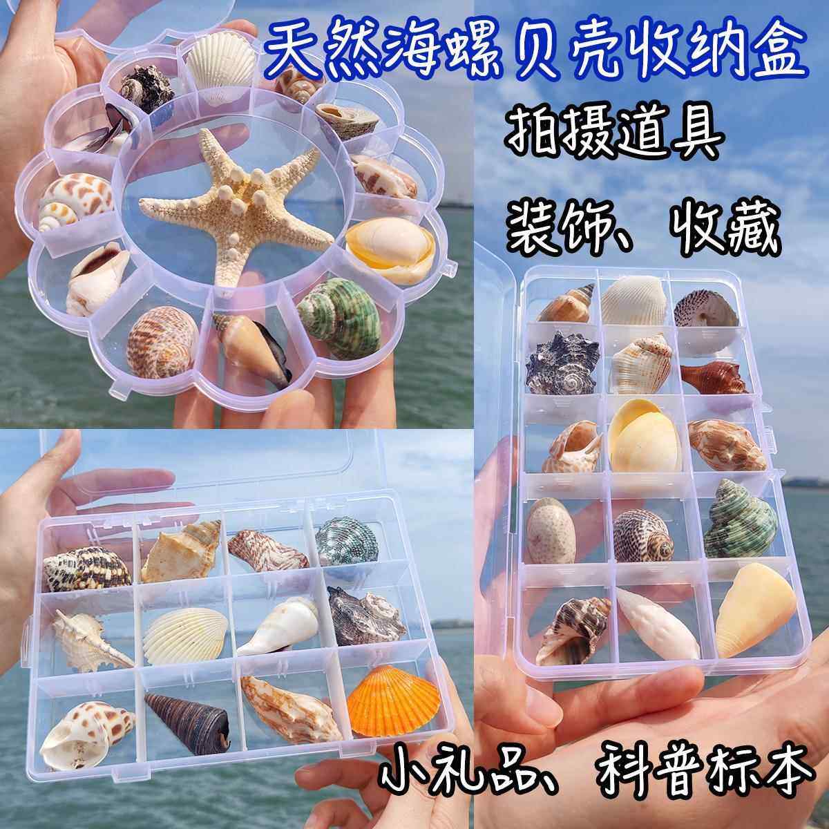 天然海螺贝壳海洋生物科普材料套装幼儿园儿童青岛贝壳礼物收藏