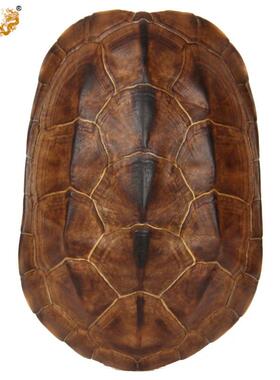 IYR7真乌龟壳器具龟壳工具摆件龟壳文玩龟甲铜钱家居随身用品