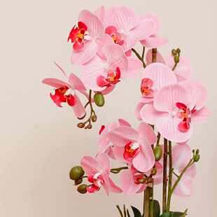 白色大号带花仿真含办公桌仿真发货蝴蝶兰带花盆剑花盆栽带花苞