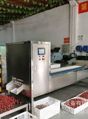 广州达桥原创工业型智能化自动化荔枝去核机捅核机荔枝加工线设计