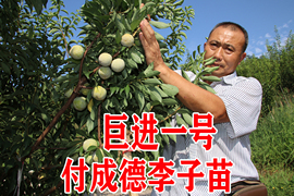 巨进一号  南北方种植种四川眉山付成德嫁接脱骨脆李子果树苗