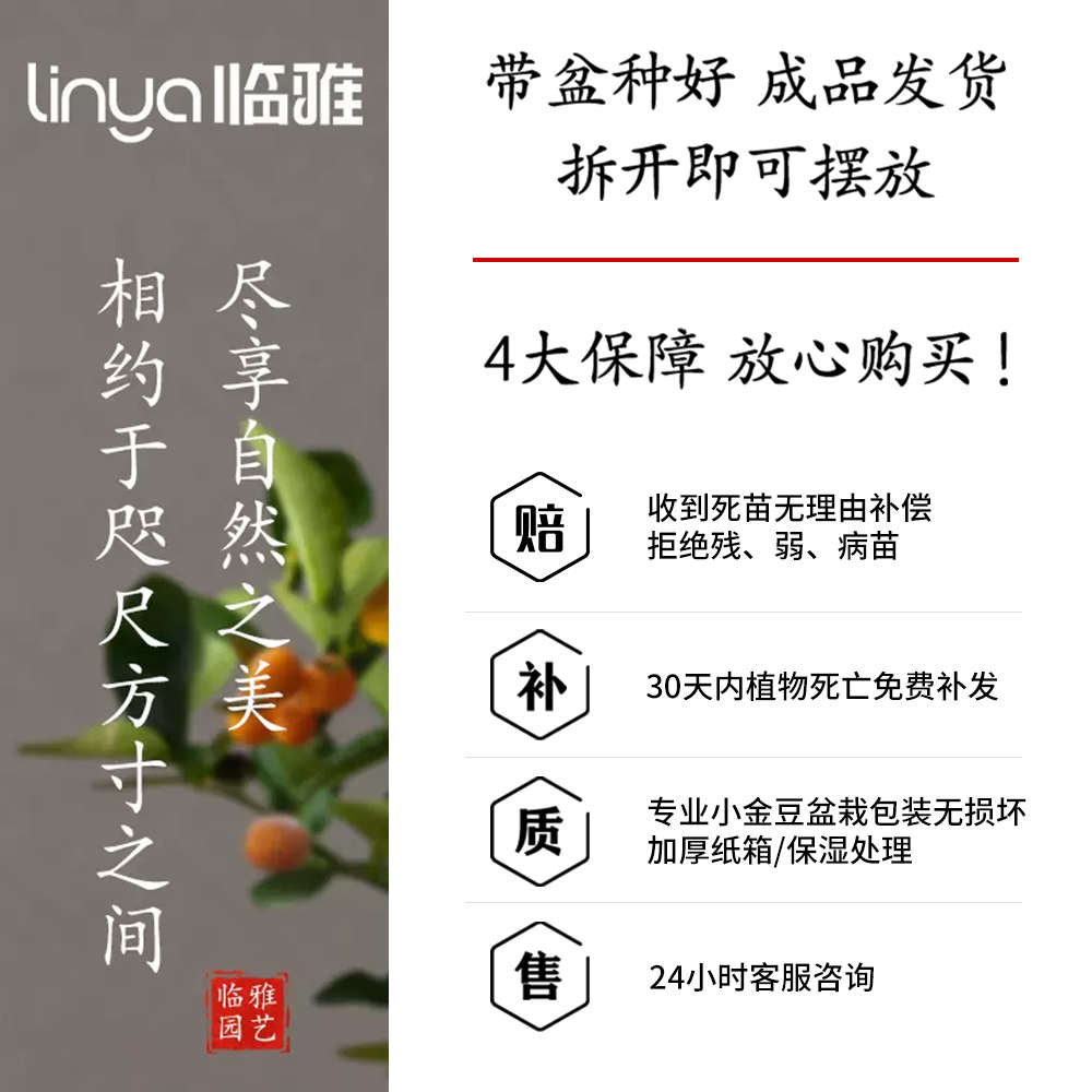 小金豆盆栽新中式盆景金豆树苗带果桌面禅意绿植室内好养易活四季