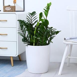 简约白色特大号陶瓷花盆种金钱树高筒落地室内客厅庭院盆栽大意赛