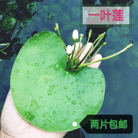 一叶莲水培水草植物活体鱼缸，造景水生浮萍，养龟真水草净化水质碗莲