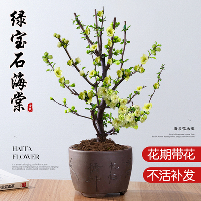 绿宝石海棠花树苗盆栽彩玉盆景老桩银长寿绿海棠耐寒室外四季好养