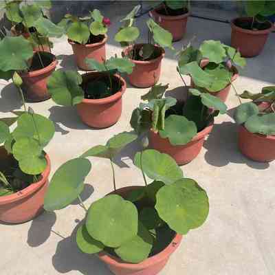 【带盆种好带花带叶】碗莲种藕根茎带芽小型花苗水培植物四季室