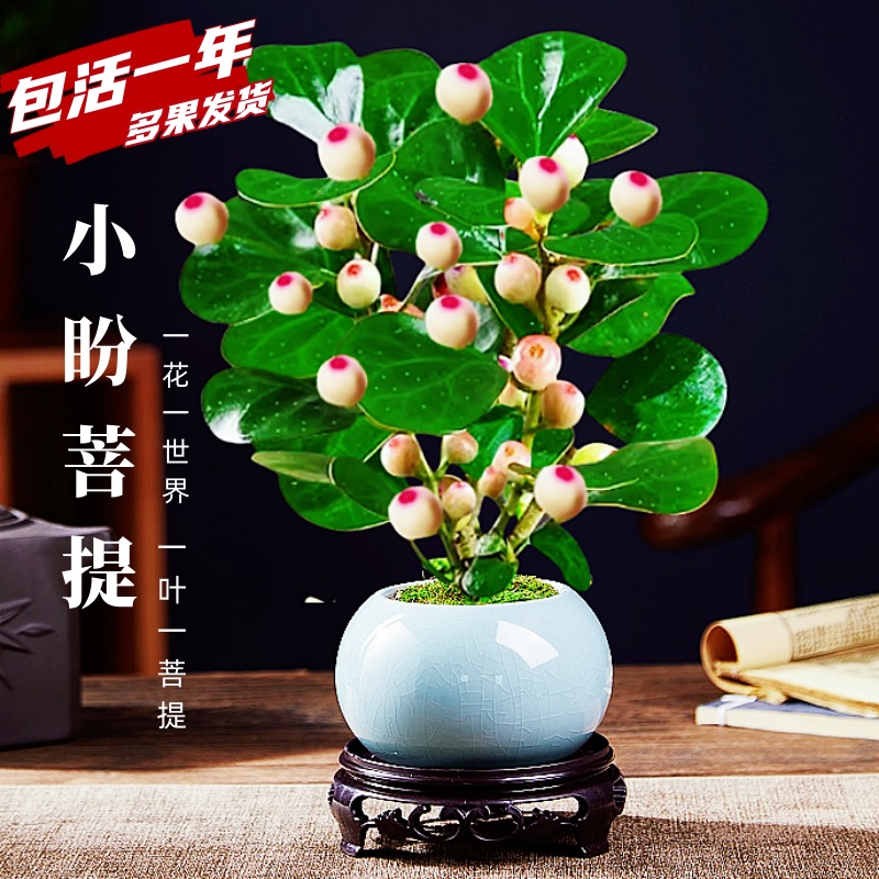 小盼菩提树带果盆景植物四季常青室内盆栽禅意摆件办公室客厅桌