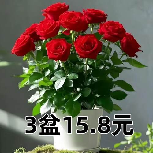 月季花苗勤花小苗月季花卉盆栽绿植物户外绿化庭院玫瑰蔷薇