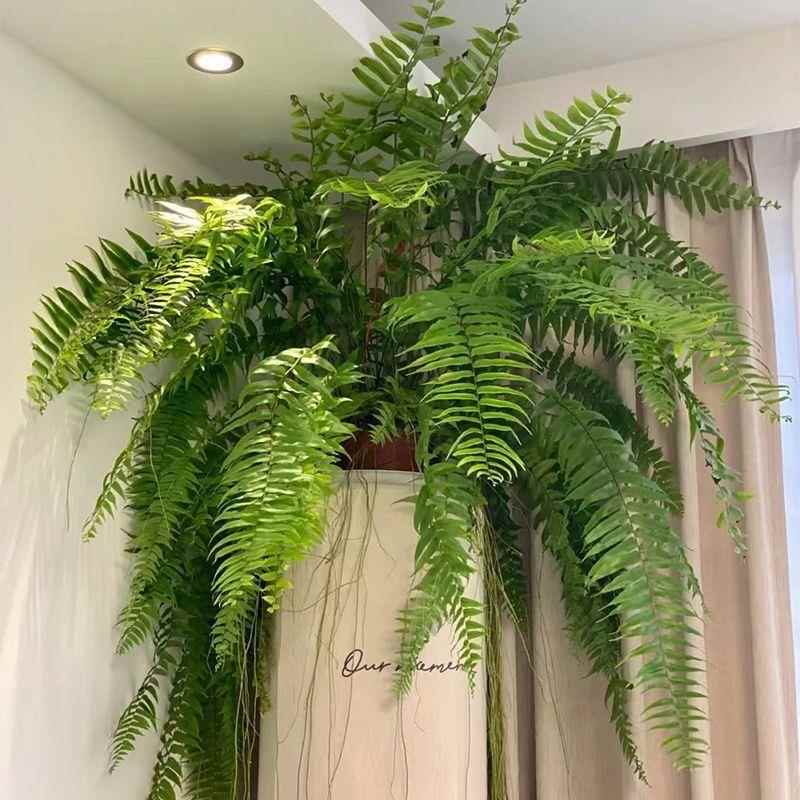 【折扣价】霸王蕨波士顿大盆长叶垂吊肾蕨客厅室内盆栽雨林绿植蕨