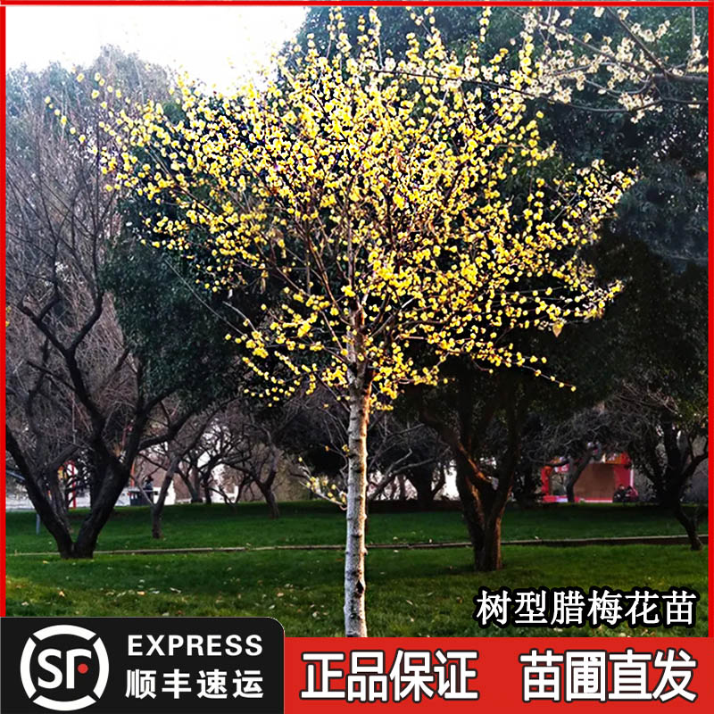 腊梅花高杆树苗盆栽丛生老桩庭院耐寒冬季开花卉植物阳台浓香原生