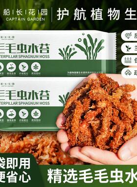智利进口毛毛虫水苔干苔藓兰花营养土乌龟冬眠垫材蝴蝶兰专用树皮