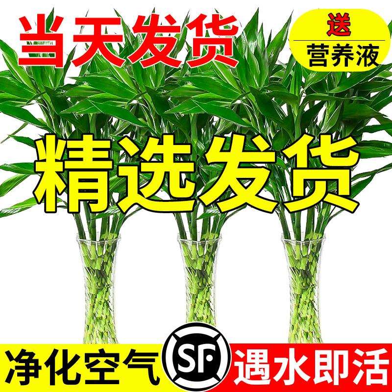 富贵竹水培植物客厅招发财竹子节节高绿萝绿植盆栽花卉植物室金小