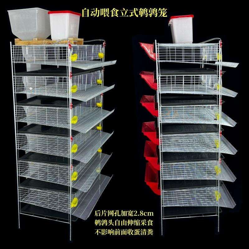 立式鹌鹑笼自动喂食喂水产蛋笼鹌鹑养殖笼可以自动清粪全自动养殖