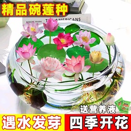 碗莲籽水培植物四季花卉莲花，莲子花种子花种籽子睡莲水养荷花盆栽