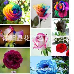 红玫瑰花种子 种子玫瑰种200粒 绿植盆栽花卉鲜花种子盆栽地栽四季
