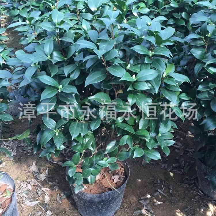 盆栽山茶花一米到一米二高六七十冠一树多色系五色赤丹茶花