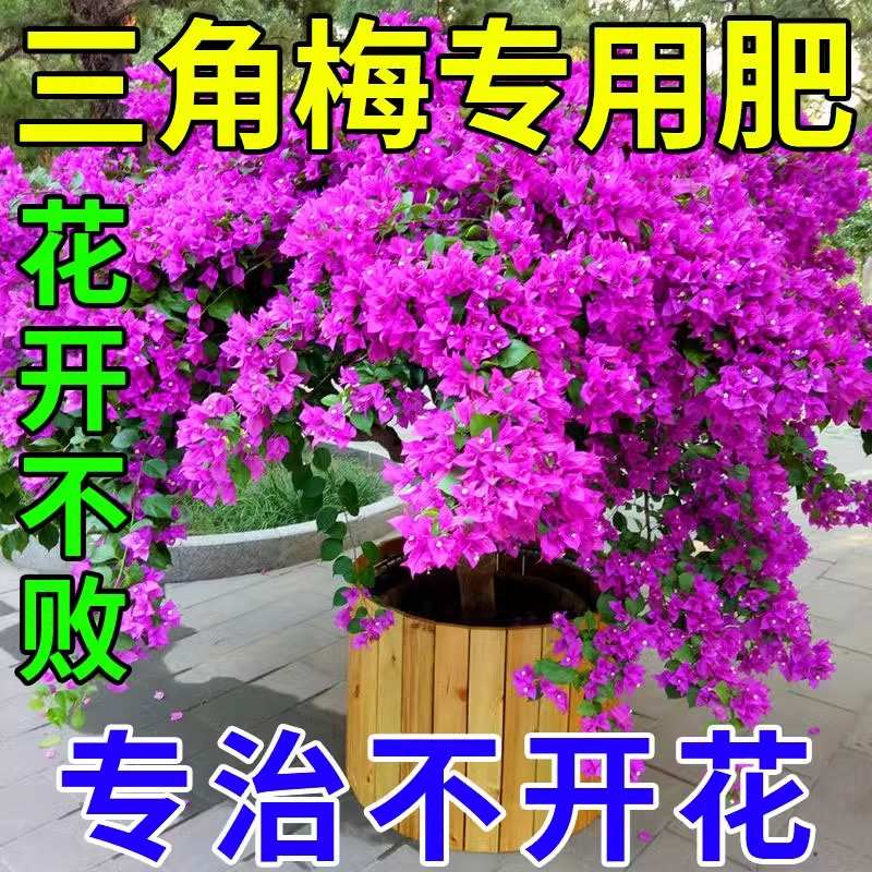 三角梅开花专用营养液肥促花爆花骨粉复合肥料养花枝繁叶茂促开花
