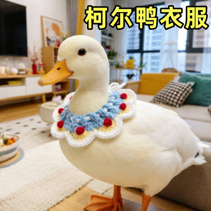 柯尔鸭衣服溜鸭专用项圈围脖布兜手工编织饰品宠物小鸭子衣服用品