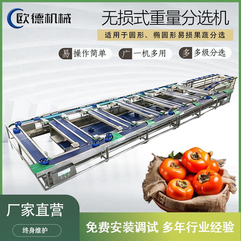 水果无损果托分选机柿子猕猴桃自由果托式皮带分拣机榴莲分选机