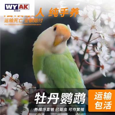 鹦鹉活鸟一公一母牡丹手养亲人大半毛紫伊莎紫薰蓝闪宠物鸟包活包