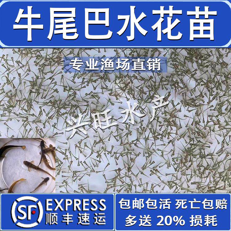 牛尾巴鱼苗水花苗黄骨鱼苗银雪鱼苗大口鲶鱼苗黄颡鱼苗养殖食用