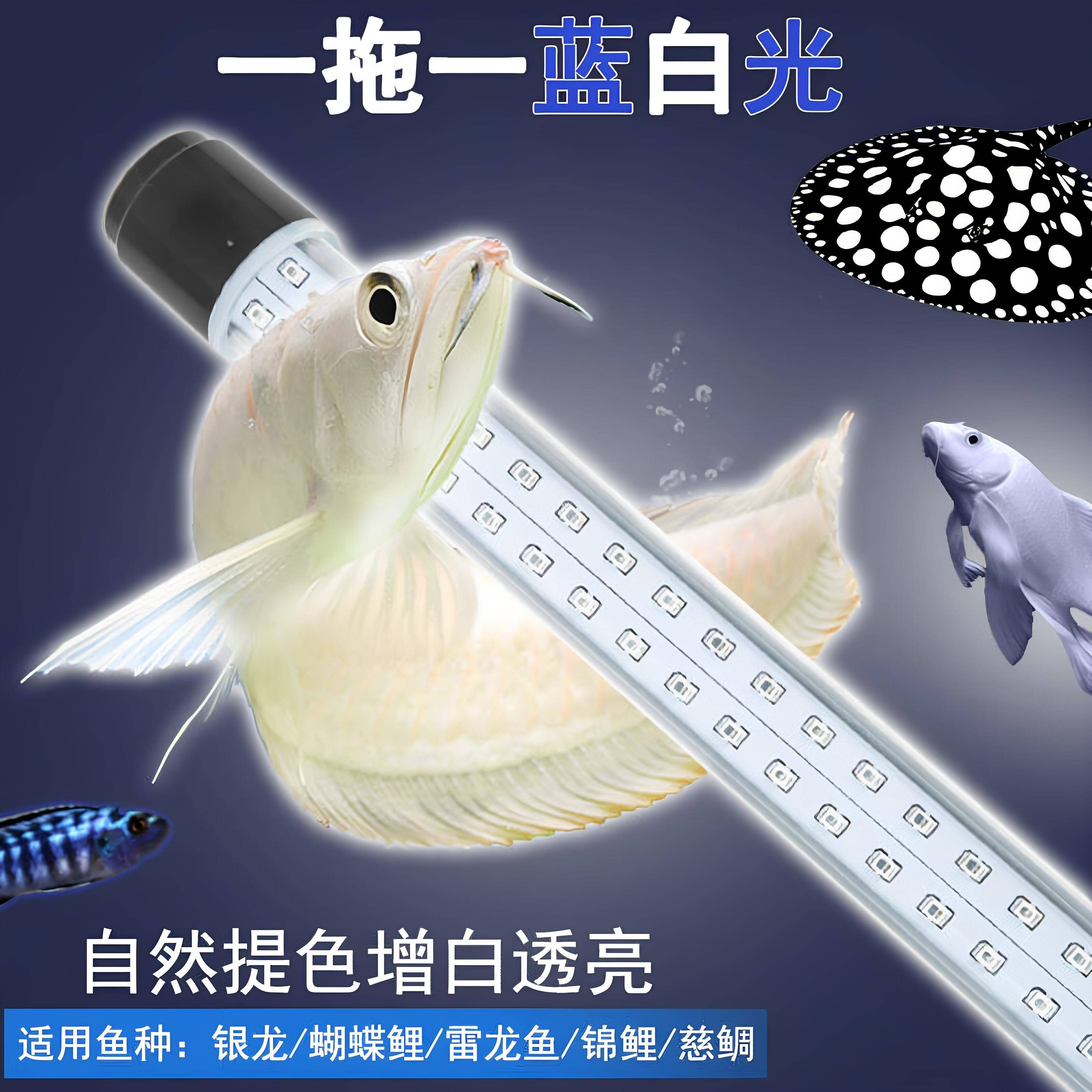 蓝白混合光银龙电龙三湖慈鲷蝴蝶鲤专用观赏超白光鱼缸灯led防水