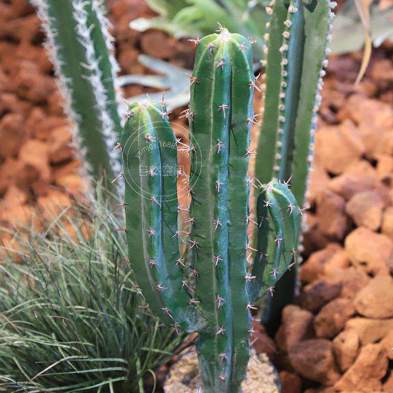 真仙人柱人造植物室内装饰仿真绿植家居摆件盆栽假仙人掌