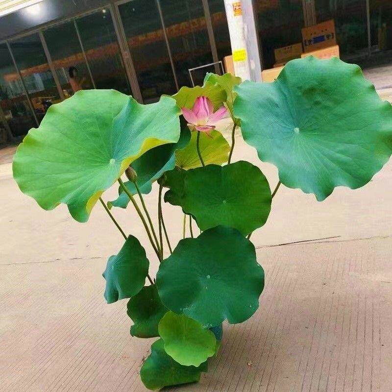 花苞可养特惠睡莲盆栽带庭院荷花阳台花卉水缸水培碗莲池塘水生