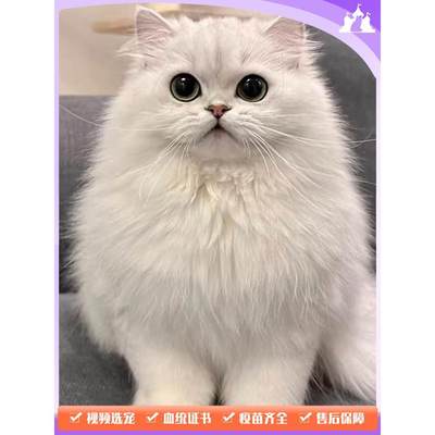 金吉拉猫幼猫纯种纯白色高地拿破仑矮脚猫短腿猫宠物猫咪活物小猫