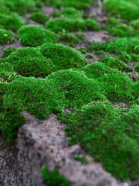 黄缘龟装饰苔藓乌龟，造景设备植物装饰造型