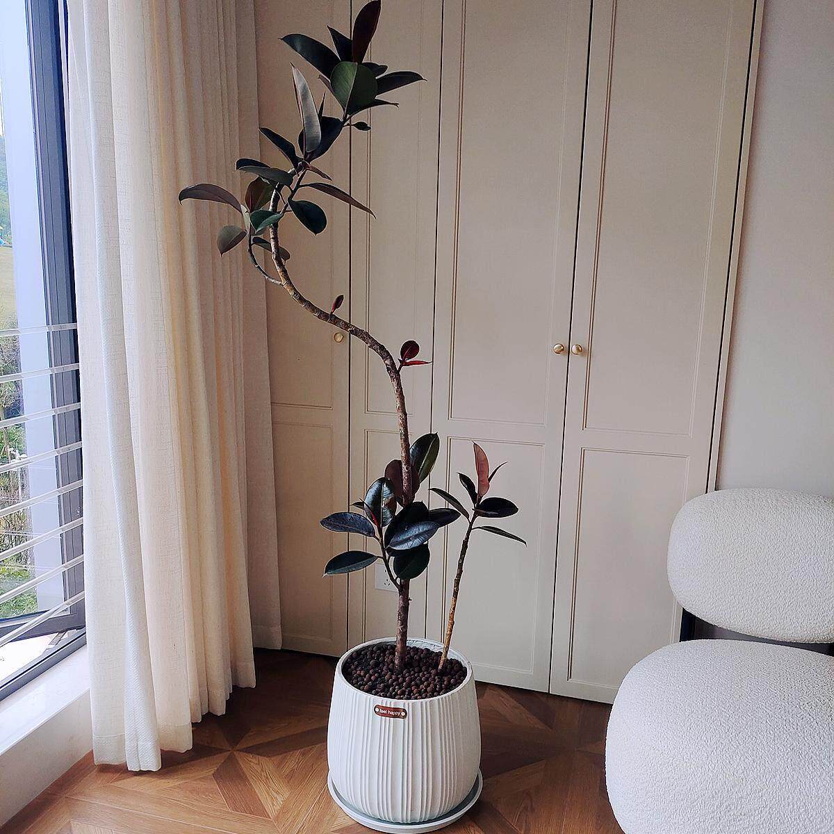 造型橡皮树黑金刚植物客厅办公室盆栽艺术盆景大型绿植重庆配送