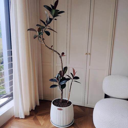 造型橡皮树黑金刚植物客厅办公室盆栽艺术盆景大型绿植重庆配送