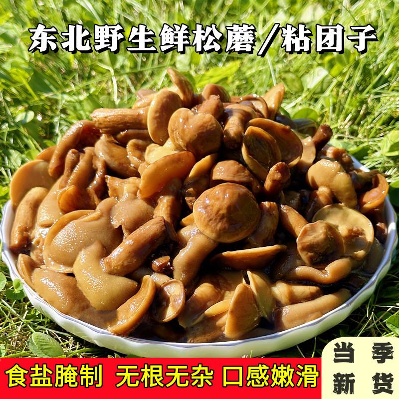 东北野生鲜松蘑粘团子蘑菇鲜牛肝菌松蛾子焯水加盐腌制咸蘑菇特产