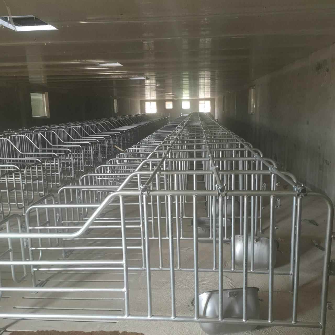 母猪定位栏热镀锌后备栏公猪栏隔离栏限位栏生产厂家直销