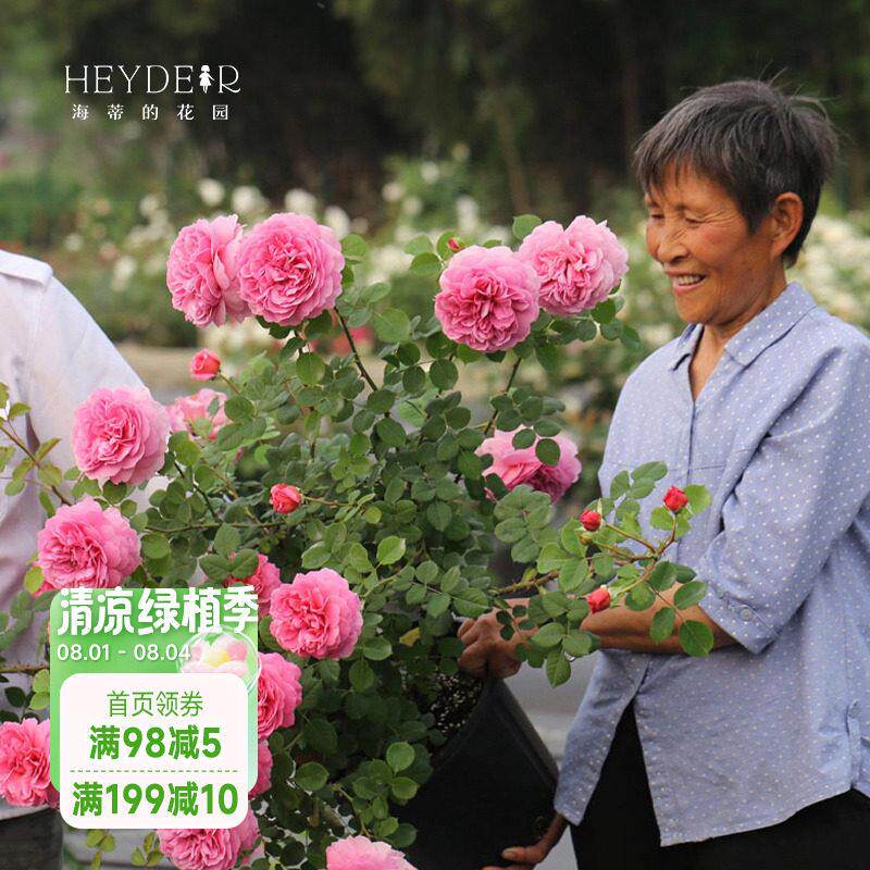海蒂的花园月季花苗肯特公主浓香耐热花量大灌木阳台植物花卉盆栽