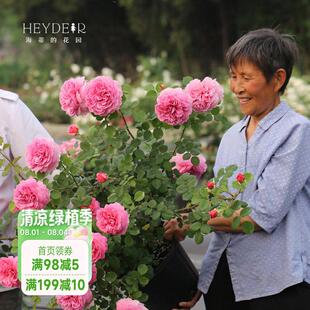 海蒂的花园月季花苗肯特公主浓香耐热花量大灌木阳台植物花卉盆栽